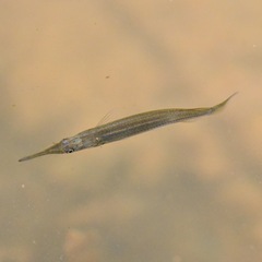 Dermogenys collettei