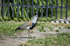 Vanellus chilensis