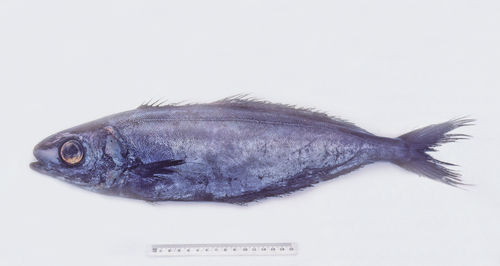 Blackrag (Psenes pellucidus) — Nomeidae — 2