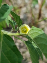 Physalis minima