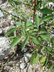 Physalis minima