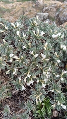 Astragalus tragacantha