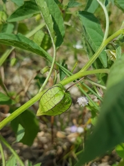 Physalis minima