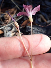 Oxalis livida