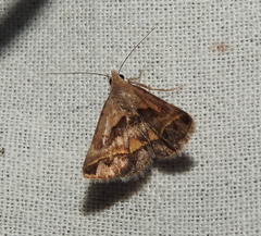 Acantholipes