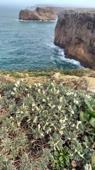 Astragalus tragacantha