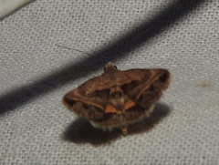 Acantholipes
