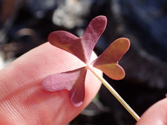 Oxalis livida