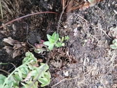 Craterocapsa tarsodes