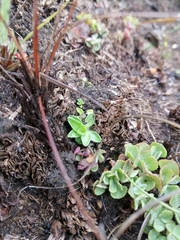 Craterocapsa tarsodes