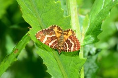 Chrysolarentia polycarpa