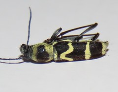Chlorophorus curtisi