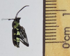 Chlorophorus curtisi