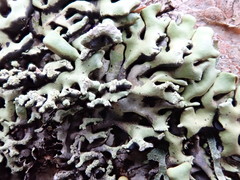 Hypogymnia hypotrypa