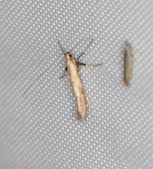 Caloptilia populetorum