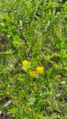 Acacia sublanata