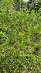 Acacia sublanata