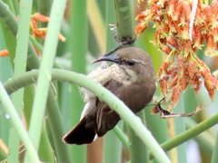 Cinnyris bifasciatus microrhynchus