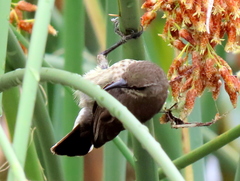 Cinnyris bifasciatus microrhynchus