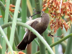 Cinnyris bifasciatus microrhynchus