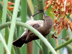 Cinnyris bifasciatus microrhynchus