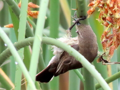 Cinnyris bifasciatus microrhynchus