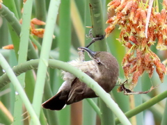 Cinnyris bifasciatus microrhynchus