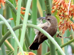 Cinnyris bifasciatus microrhynchus