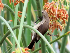 Cinnyris bifasciatus microrhynchus