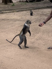 Cercopithecus mitis albogularis