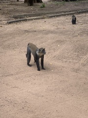 Cercopithecus mitis albogularis