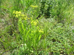 Bupleurum sibiricum