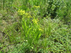 Bupleurum sibiricum