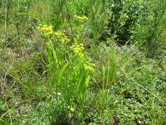 Bupleurum sibiricum