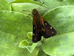 Metisella