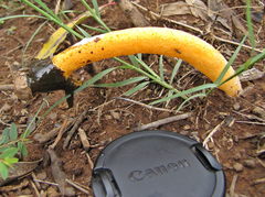 Phallus aurantiacus