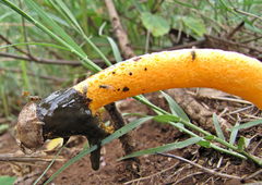 Phallus aurantiacus