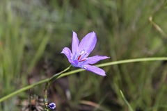 Moraea inclinata