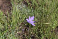 Moraea inclinata
