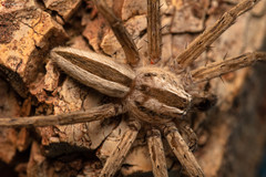 Pseudomicrommata longipes