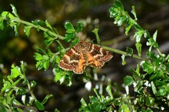Chrysolarentia polycarpa