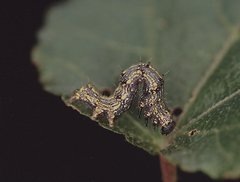 Acontia tinctilis