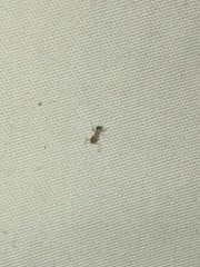 Pheidole megacephala