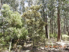 Pomaderris prunifolia