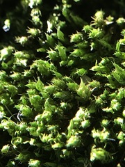 Bryophyta