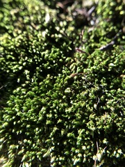 Bryophyta