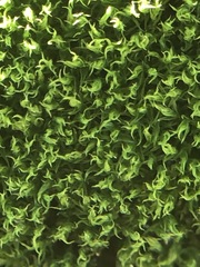 Bryophyta