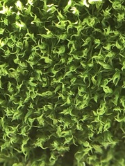 Bryophyta