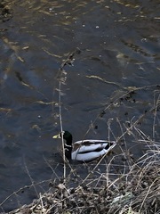 Anas platyrhynchos