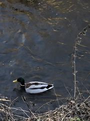 Anas platyrhynchos
